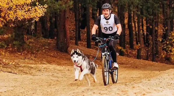 Ako prepravovať psa na bicykli: najlepšie spôsoby