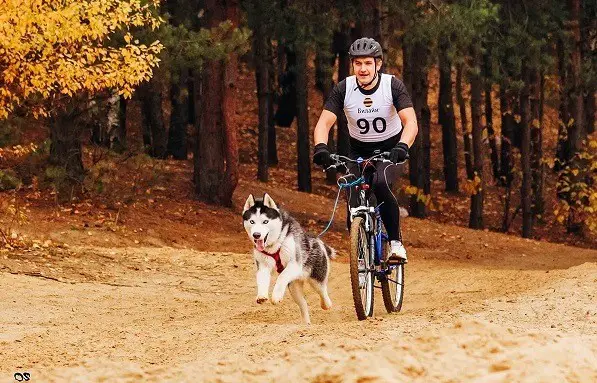 kedy sa oplatí voziť psa na bicykli